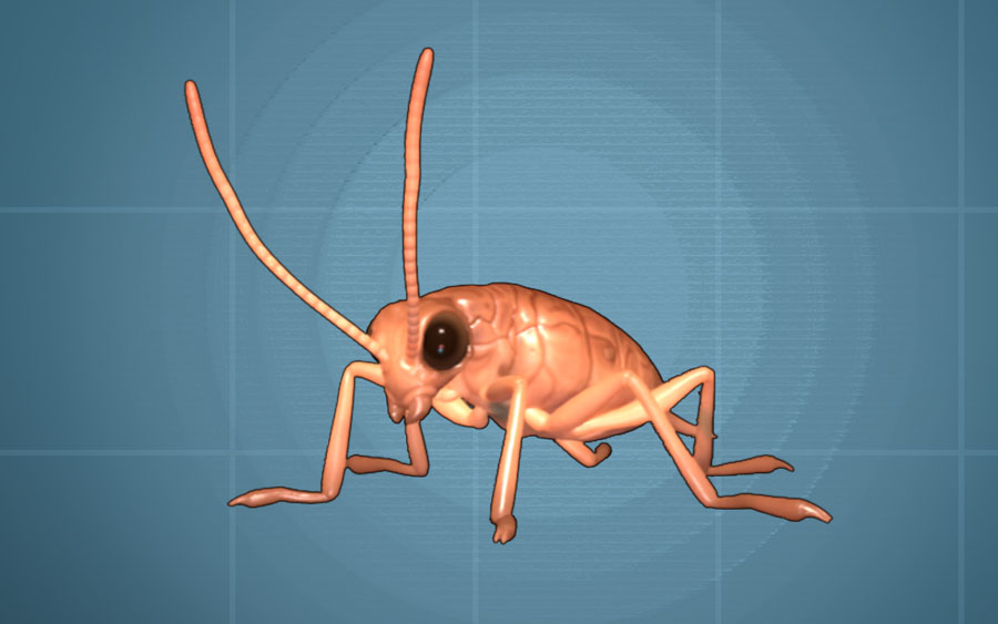A small cockroach on a blue background