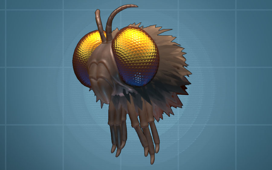 A fuzzy gnat with big yellow eyes