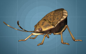 A large stinkbug on a blue background